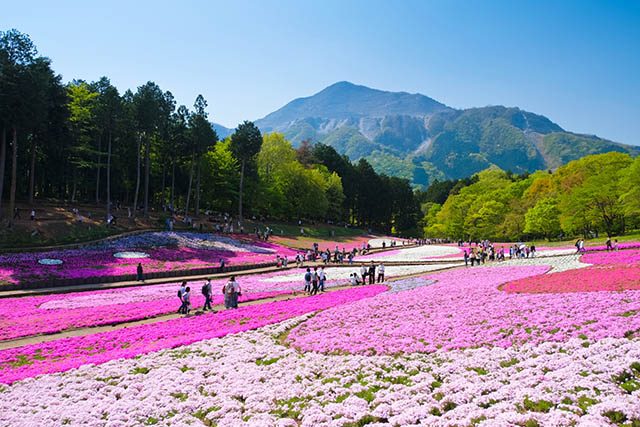 秩父市　羊山公園